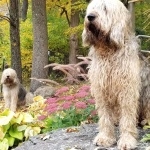 Otterhound new photos