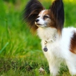 Papillon breed pic