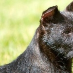 Patterdale Terrier widescreen