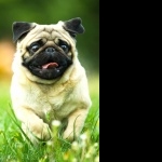 Pug hd photos