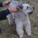 Pumi breed free