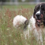 Pyrenean Mastiff hd wallpaper