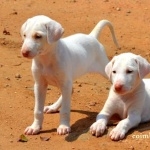 Rajapalayam breed cute