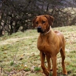 Rhodesian Ridgeback desktop