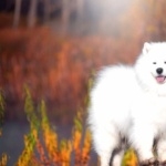 Samoyed breed new wallpapers