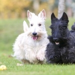 Scottish Terrier background