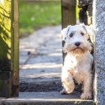 Sealyham Terrier desktop wallpaper