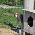 Serbian Tricolour Hound breed