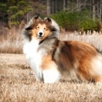 Shetland Sheepdog download wallpaper