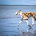 Silken Windhound widescreen