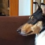 Smooth Collie widescreen