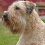 Soft-Coated Wheaten Terrier download