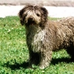 Spanish Water Dog new wallpapers