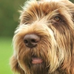 Spinone Italiano hd