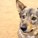 Swedish Vallhund widescreen