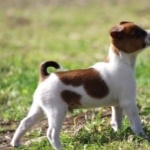 Tenterfield Terrier new wallpapers