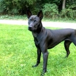 Thai Ridgeback widescreen