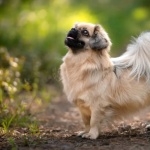 Tibetan Spaniel new wallpaper