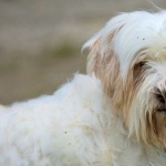 Tibetan Terrier free download