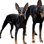 Toy Manchester Terrier 2025