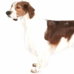 Welsh Springer Spaniel new photos
