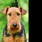 Welsh Terrier new wallpaper