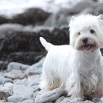 West Highland White Terrier new wallpapers