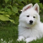 White Shepherd cute