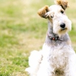 Wire Fox Terrier free wallpapers