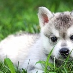 Alaskan Klee Kai hd wallpaper