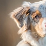 Australian Shepherd free