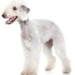 Bedlington Terrier 2025