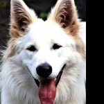 Berger Blanc Suisse hd