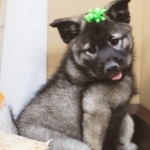 Black Norwegian Elkhound image