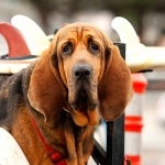 Bloodhound hd