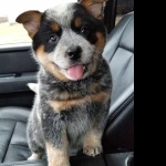 Blue Heeler free wallpapers