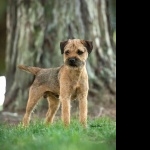 Border Terrier hd desktop