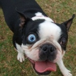 Boston Terrier full hd