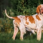 Bracco Italiano new wallpapers