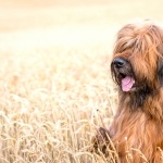 Briard download wallpaper