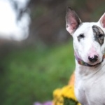 Bull Terrier full hd