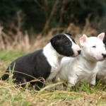 Bull Terrier (Miniature) hd pics