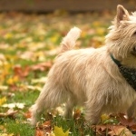 Cairn Terrier high definition wallpapers