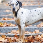 Catahoula Cur high definition wallpapers