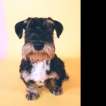 Cesky Terrier breed