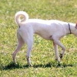 Cretan Hound pic