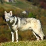 Czechoslovak Wolfdog new wallpapers