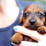 Dachshund images