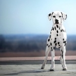 Dalmatian breed full hd