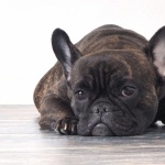 French Bulldog new photos